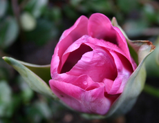 Tulpenbluete-rot-2.jpg